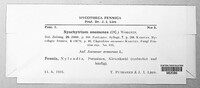 Image of Synchytrium anemones